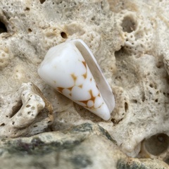 Conus bandanus