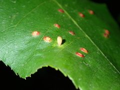 Caryomyia urnula