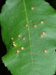 Caryomyia urnula