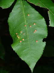 Caryomyia urnula