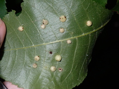 Caryomyia urnula