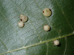Caryomyia urnula