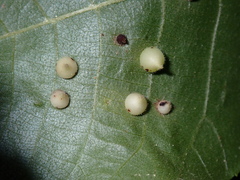 Caryomyia urnula