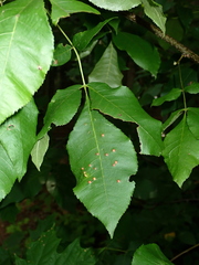 Caryomyia urnula