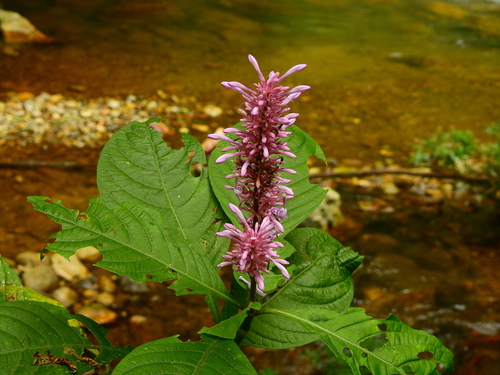 Image of Odontonema callistachyum by (c) Diana Fuentes, some rights reserved (CC BY-SA)