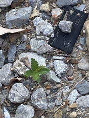Dysphania ambrosioides