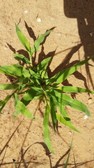 Urochloa panicoides