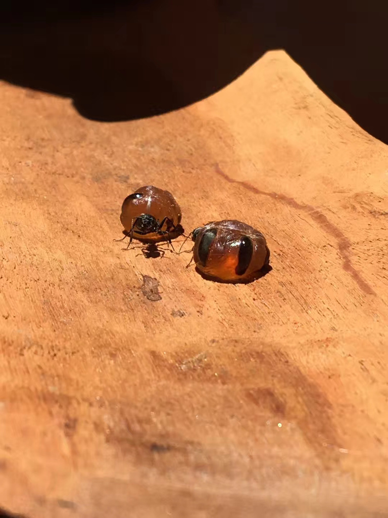 Camponotus inflatus from Alice Springs- Charles, AU-NT, AU on September ...