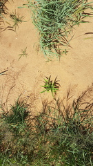 Urochloa panicoides