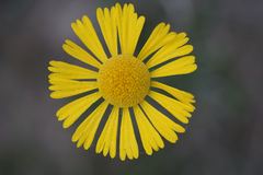 Helenium drummondii