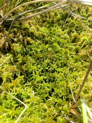 Sphagnum majus