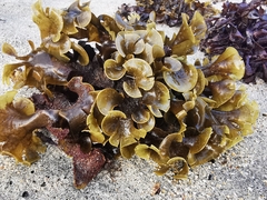 Padina mexicana