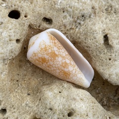 Conus omaria
