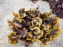 Padina mexicana