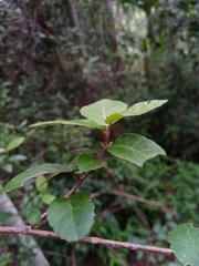 Acalypha filiformis