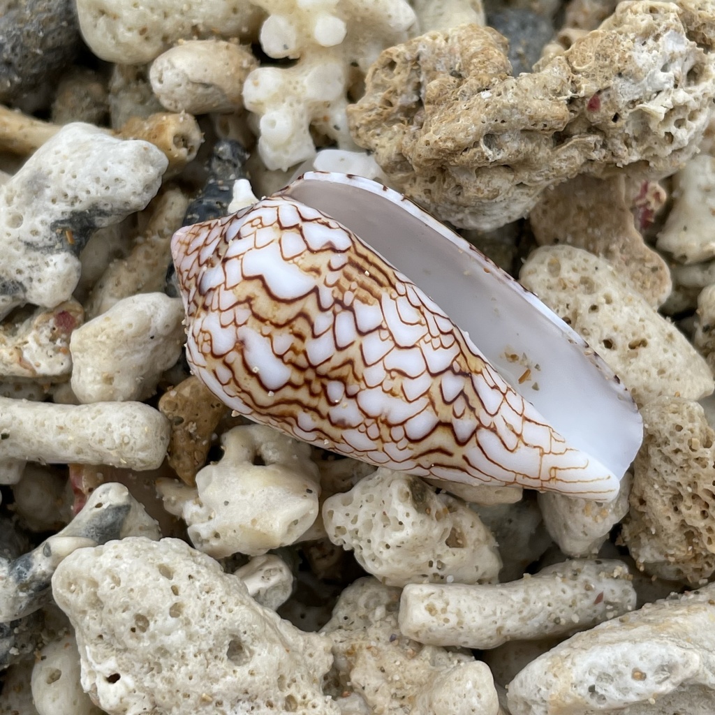 Cloth-of-gold cone