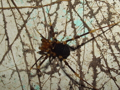 Stygnopsis