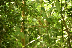 Rhynchocyclus brevirostris