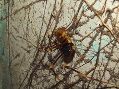 Stygnopsis