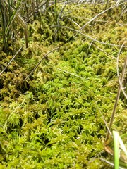 Sphagnum majus
