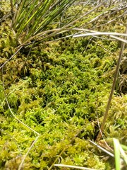 Sphagnum majus
