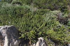 Morella cordifolia