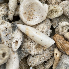 Terebellum terebellum