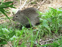 Sigmodon mascotensis