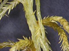 Sphagnum majus