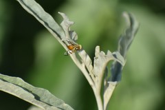 Zonosemata vittigera