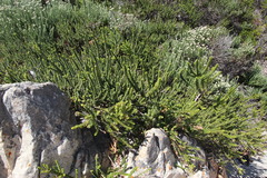 Morella cordifolia