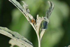 Zonosemata vittigera