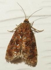 Olethreutes astrologana