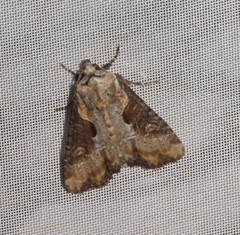 Lateroligia ophiogramma