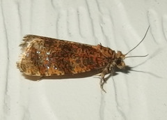 Olethreutes astrologana