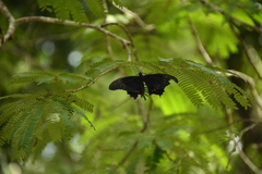 Heraclides rogeri rogeri