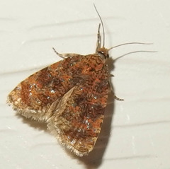 Olethreutes astrologana