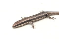 Notomabuya frenata