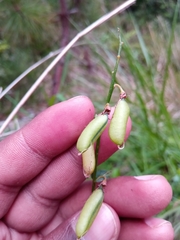 Crotalaria xanthoclada