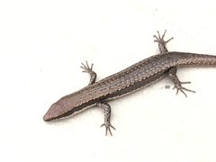 Notomabuya frenata