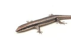 Notomabuya frenata