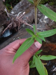 Phyllopentas flava image