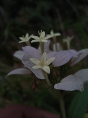 Phyllopentas flava image