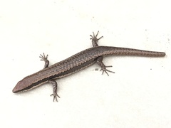 Notomabuya frenata