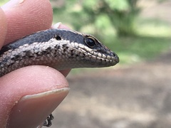Notomabuya frenata