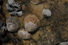 Scutellastra granularis