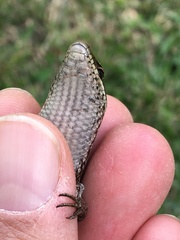 Notomabuya frenata