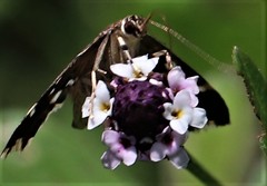Hymenia perspectalis