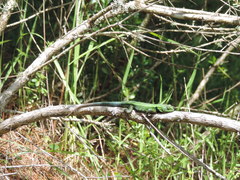 Sceloporus adleri