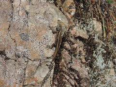 Sceloporus adleri